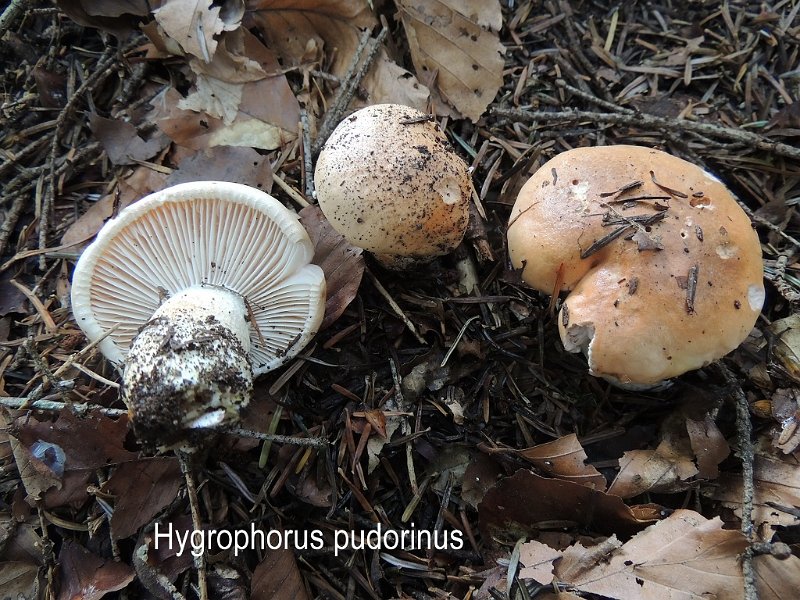 Hygrophorus pudorinus-amf962-1.jpg - Hygrophorus pudorinus ; Syn: Limacium pudorinum ; Nom français: Hygrophore pudibond